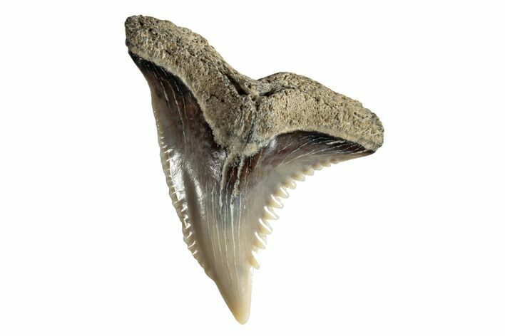 Snaggletooth Shark (Hemipristis) Tooth - Virginia #257678